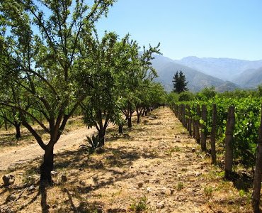 Antiyal Winery