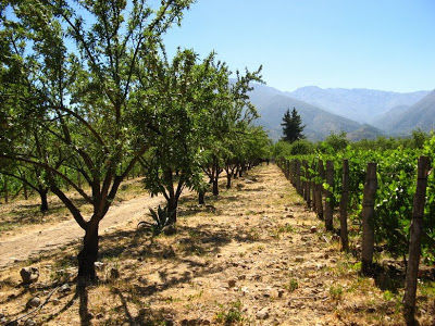 Antiyal Winery